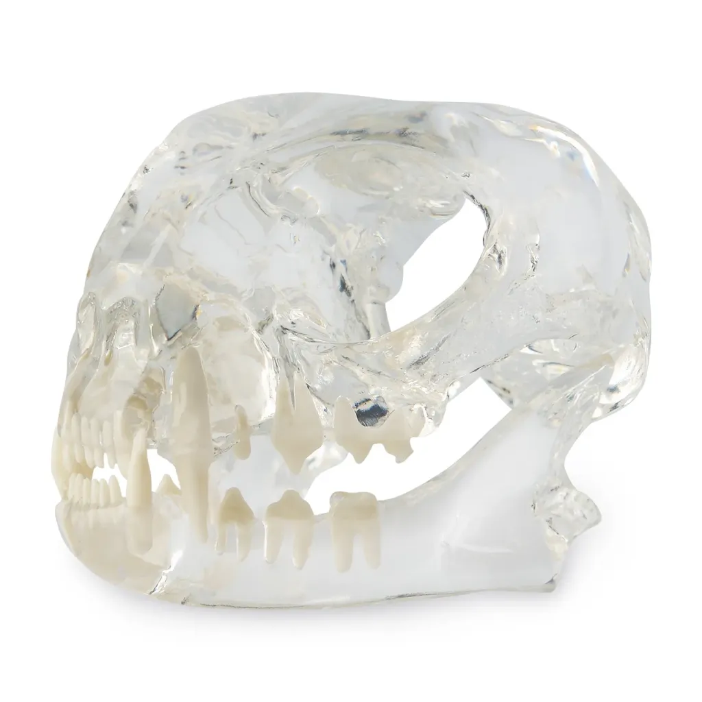 [174095] Dental Model - Cat Head Model, transparent