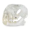 Dental Model - Cat Head Model, transparent