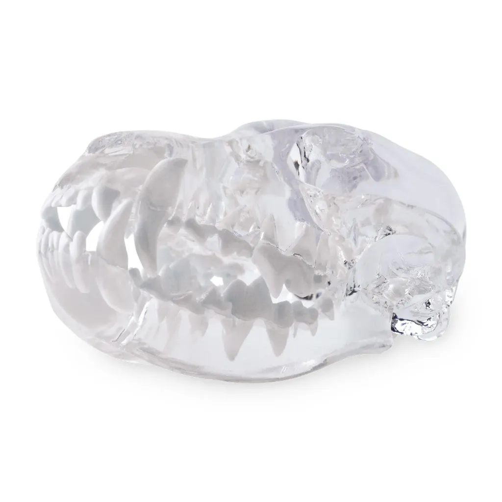[174096] Dental Model - Dog Head Model, transparent