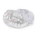Dental Model - Dog Head Model, transparent