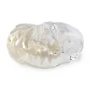 Dental Model - Dog Head Model, transparent