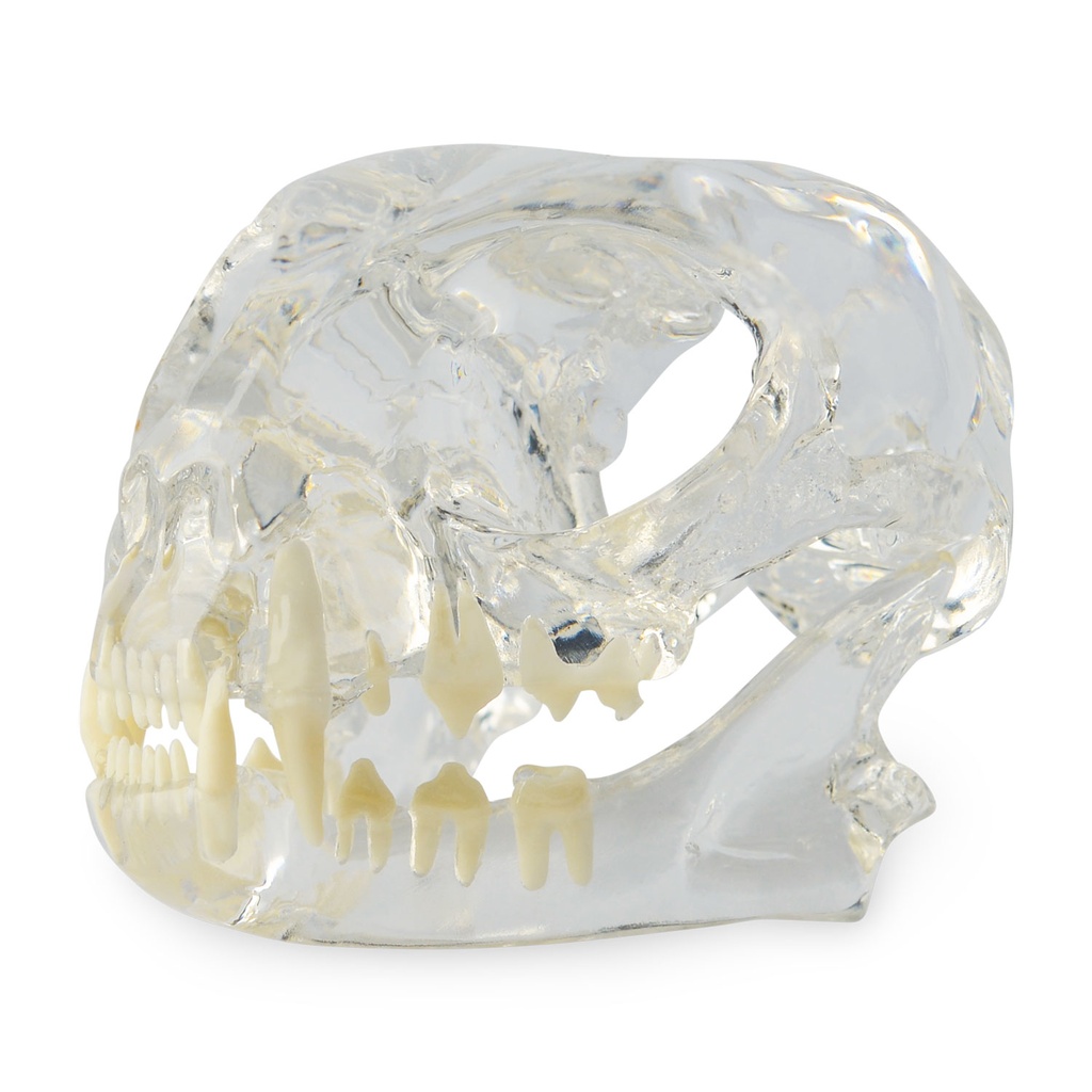 [A174091] Set of 3 Dental Models: Dog (174096), Cat (174095) & Rodent (174091)