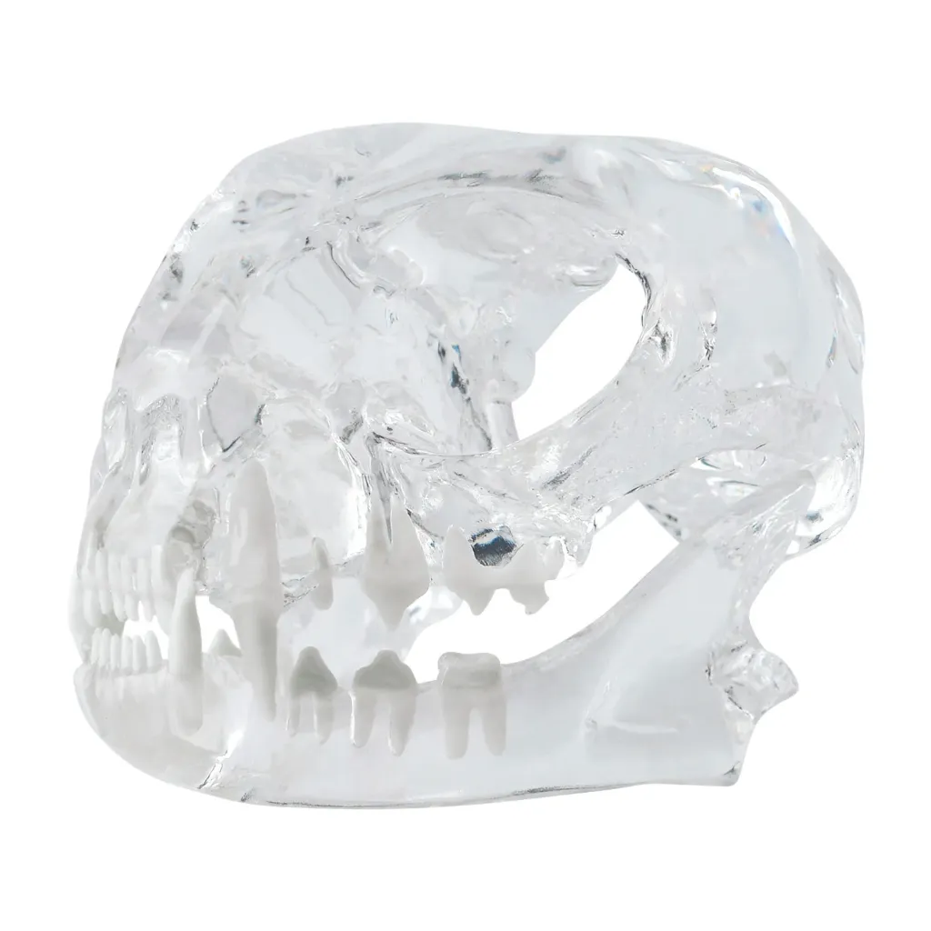 [A174091] Set of 3 Dental Models: Dog (174096), Cat (174095) & Rodent (174091)