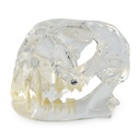 Set of 3 Dental Models: Dog (174096), Cat (174095) & Rodent (174091)