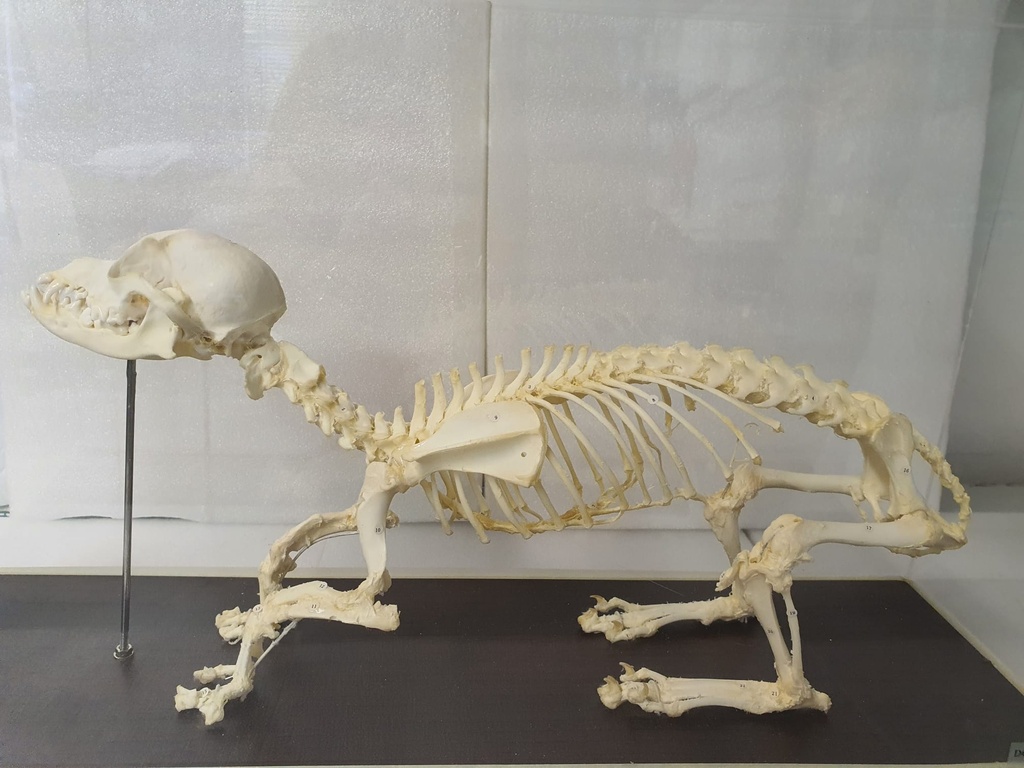 Hundeskelett aus echten Knochen - Der Artikel weist einige leichte Kratzer am Gehäuse auf und befindet sich in der Originalverpackung.