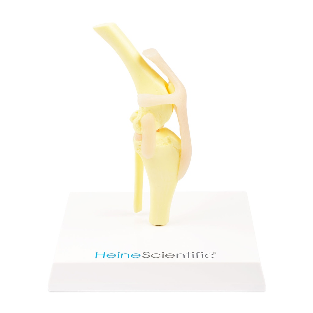 [909033] Osteo model type: Knee (new model)
