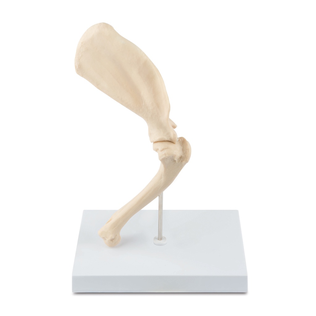 [909038] Osteo model type: shoulder  