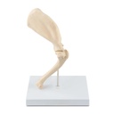 Osteo model type: shoulder  