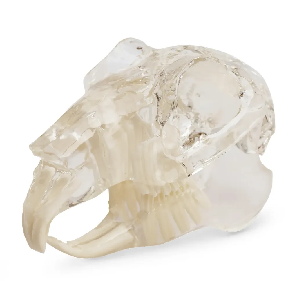 [174091] Teeth model "rodent", transparent, jaw-shaped acrylic bloc 