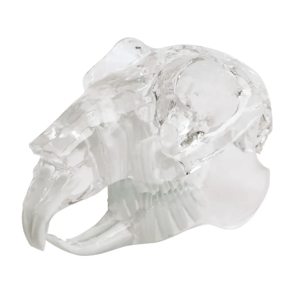 [174091] Teeth model "rodent", transparent, jaw-shaped acrylic bloc 