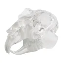 Teeth model "rodent", transparent, jaw-shaped acrylic bloc 