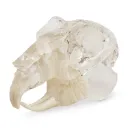 Teeth model "rodent", transparent, jaw-shaped acrylic bloc 