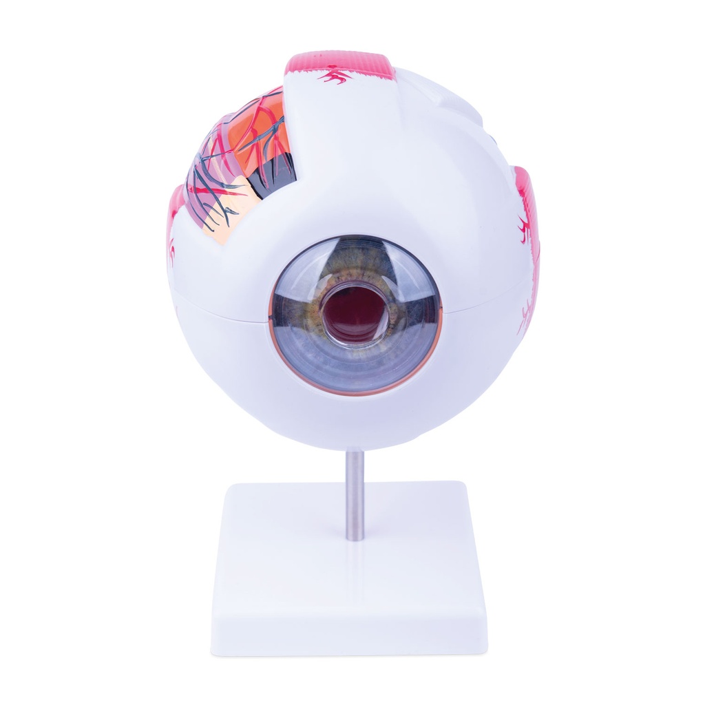 Eye Model - Anatomical, 6 part, 22 x 16 x 18 cm