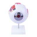 Eye Model - Anatomical, 6 part, 22 x 16 x 18 cm