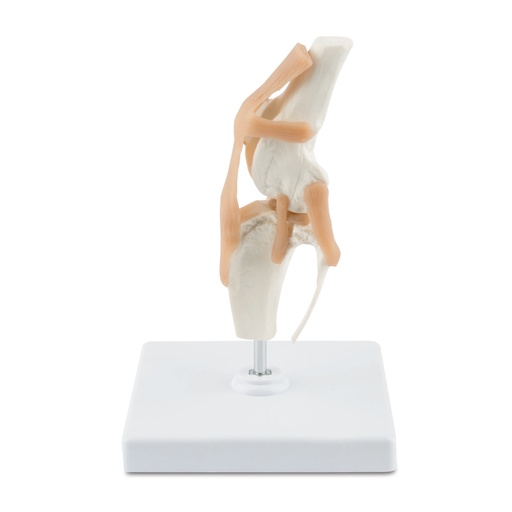 [909033] Osteo-Model type: Knee  